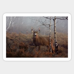 Buck - White-tailed Deer Sticker